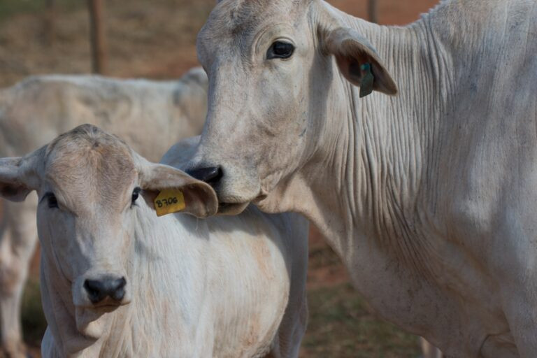 Agrodefesa prorroga prazo da 1ª etapa da Declaração de Rebanho até 10 de junho
