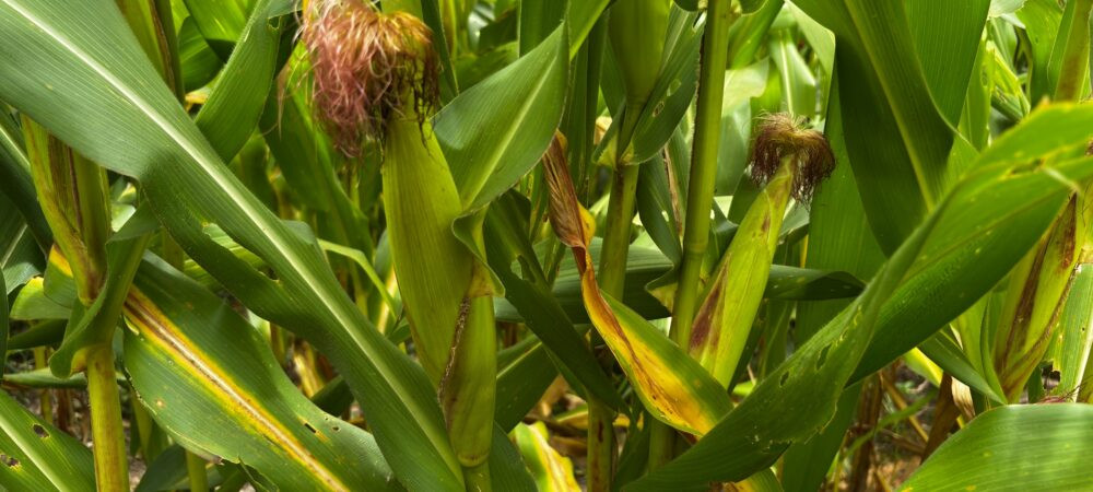 Goiás caminha para a 2ª maior safra de grãos da história